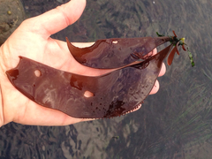 Chondracanthus