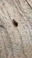 Forficula auricularia