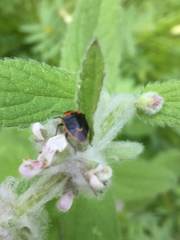 Cosmopepla conspicillaris