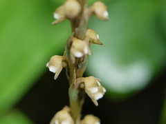 Peristylus plantagineus