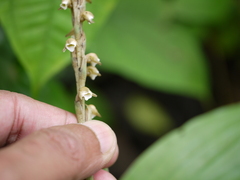 Peristylus plantagineus