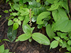 Peristylus plantagineus