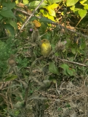 Spinus tristis