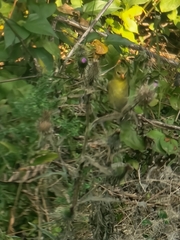 Spinus tristis