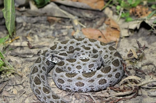 Photo of a Eastern Russel's Viper (Daboia siamensis)