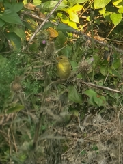 Spinus tristis