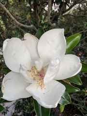 Magnolia grandiflora