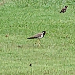 Vanellus indicus atronuchalis