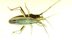 Stenodema trispinosum