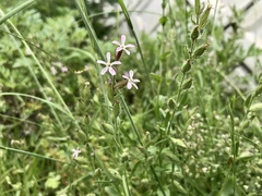 Silene gallica gallica