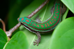 Phelsuma cepediana