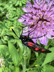 Zygaena viciae