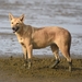 כלב - Photo (c) Afsar Nayakkan,  זכויות יוצרים חלקיות (CC BY), הועלה על ידי Afsar Nayakkan