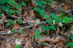 Monotropa hypopitys hypophegea