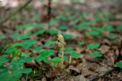 Monotropa hypopitys hypophegea