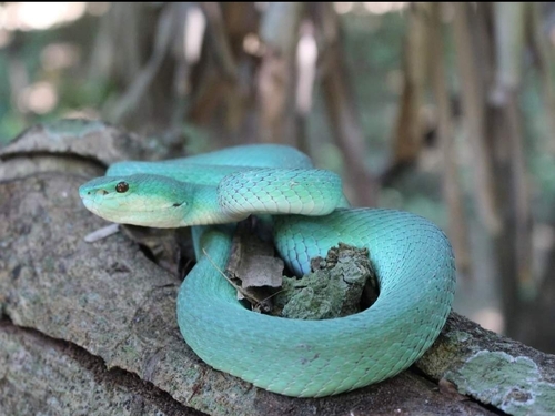 White-lipped Island Pitviper — seen at this dive site
