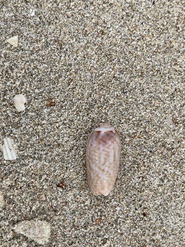 Oliva mustelina — seen at this dive site