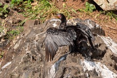 Microcarbo africanus