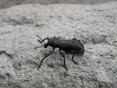 Aegorhinus vitulus