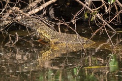 Varanus niloticus