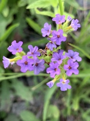 Heliotropium amplexicaule