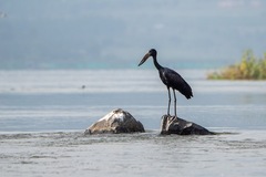 Anastomus lamelligerus