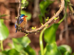 Corythornis cristatus