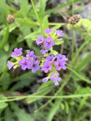 Heliotropium amplexicaule