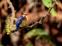 Corythornis cristatus