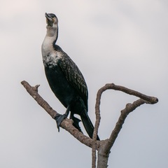 Phalacrocorax carbo