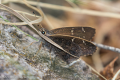 Cogia caicus