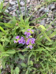 Heliotropium amplexicaule