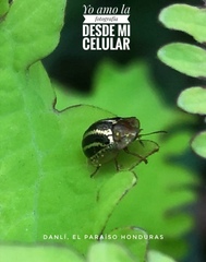 Agroiconota propinqua