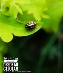 Agroiconota propinqua