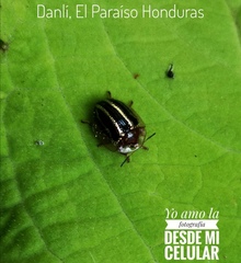 Agroiconota propinqua
