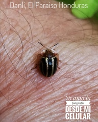 Agroiconota propinqua