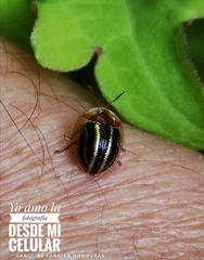 Agroiconota propinqua