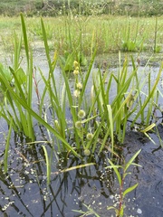 Sparganium rothertii