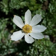 Anemone drummondii drummondii