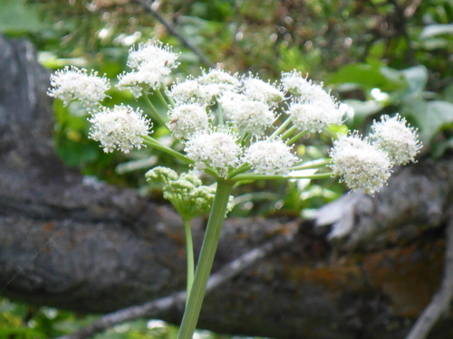 Lyall's angelica (Angelica arguta)