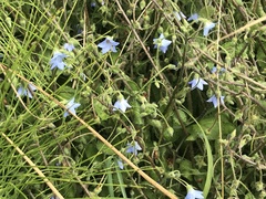 Borago pygmaea