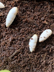 Brephulopsis cylindrica