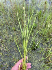 Sparganium rothertii