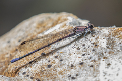Argia tonto