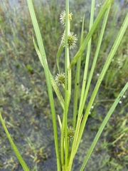 Sparganium rothertii