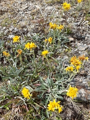 Jacobaea carniolica