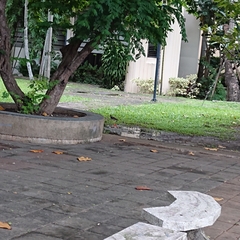 Vanellus indicus atronuchalis