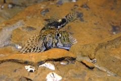 Lepidoblennius marmoratus