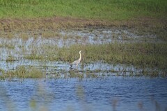 Ardea cinerea