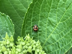 Harmonia axyridis